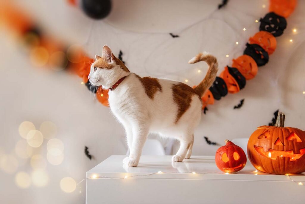 Djurfotografering hemma med en katt och halloween tema.