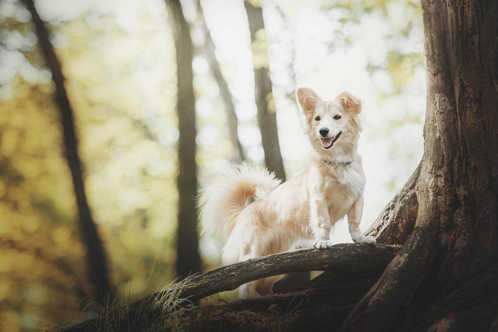Hundfoton utomhus i skogsmiljö. Fotograf i Göteborg.