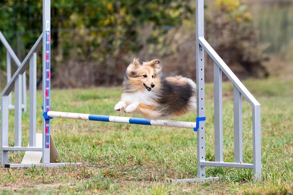 Hundsport som passion. Hundfotografering.