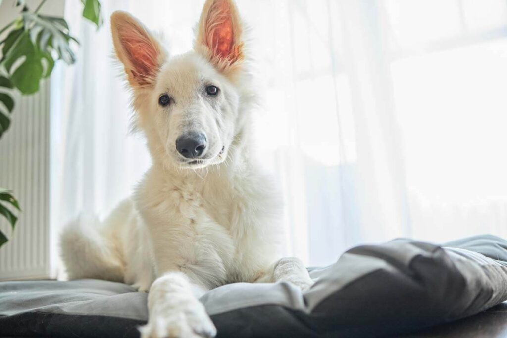 Husdjursbilder hemma fotograferade av en fotograf.