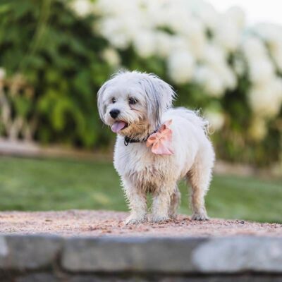 Husdjursfotografering i Göteborg. Vackra hundbilder.