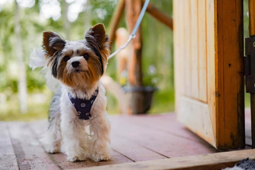 Söt liten hund i koppel på en terass under en hundfotografering.