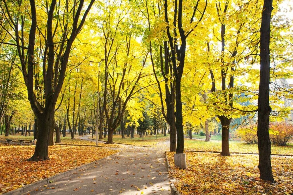 bästa tiden för höstfotografering i Göteborg. Vacker park under hösten.